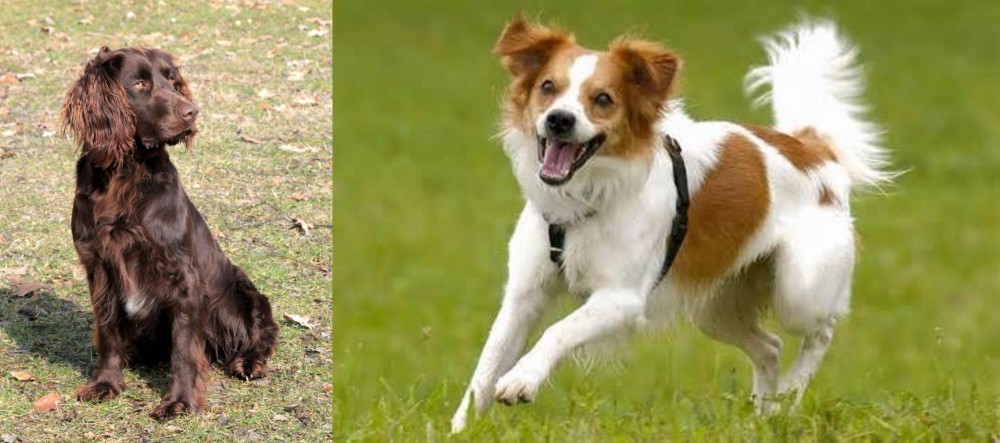 Kromfohrlander vs German Spaniel - Breed Comparison