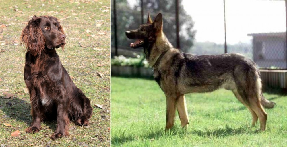 Kunming Dog vs German Spaniel - Breed Comparison
