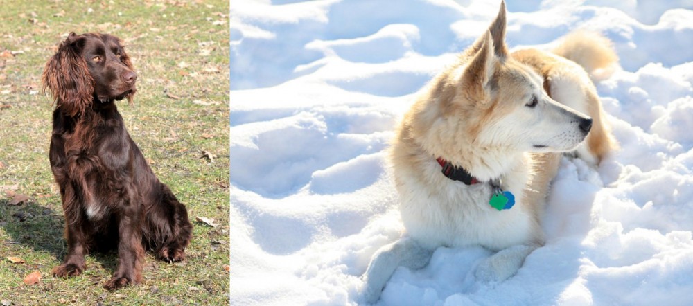 Labrador Husky vs German Spaniel - Breed Comparison