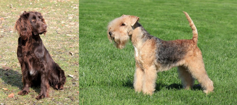 Lakeland Terrier vs German Spaniel - Breed Comparison
