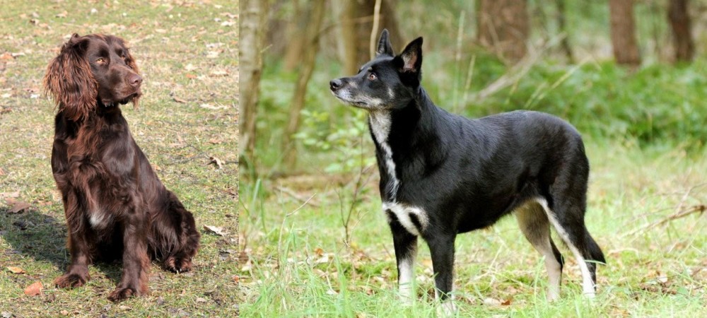 Lapponian Herder vs German Spaniel - Breed Comparison