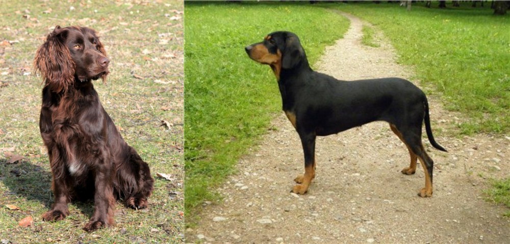 Latvian Hound vs German Spaniel - Breed Comparison