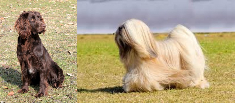 Lhasa Apso vs German Spaniel - Breed Comparison