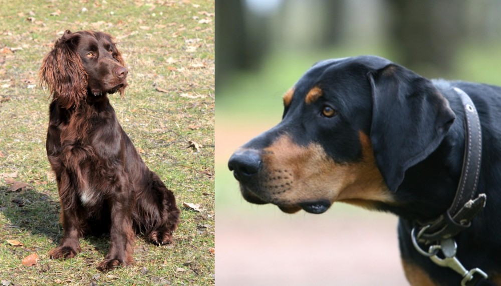 Lithuanian Hound vs German Spaniel - Breed Comparison