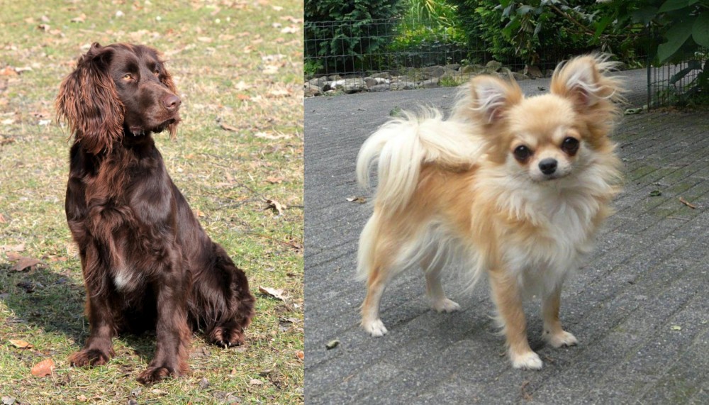 Long Haired Chihuahua vs German Spaniel - Breed Comparison