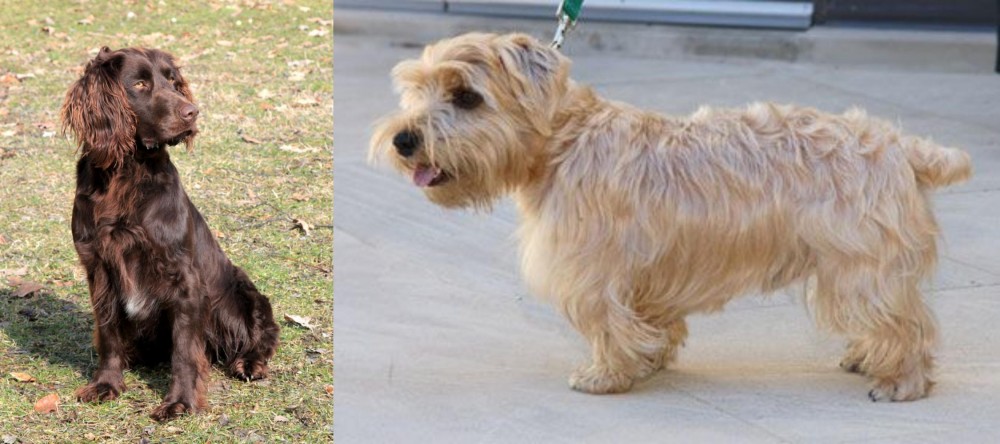 Lucas Terrier vs German Spaniel - Breed Comparison