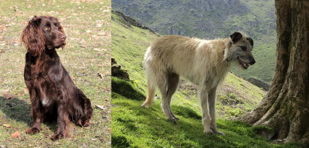 Lurcher vs German Spaniel - Breed Comparison