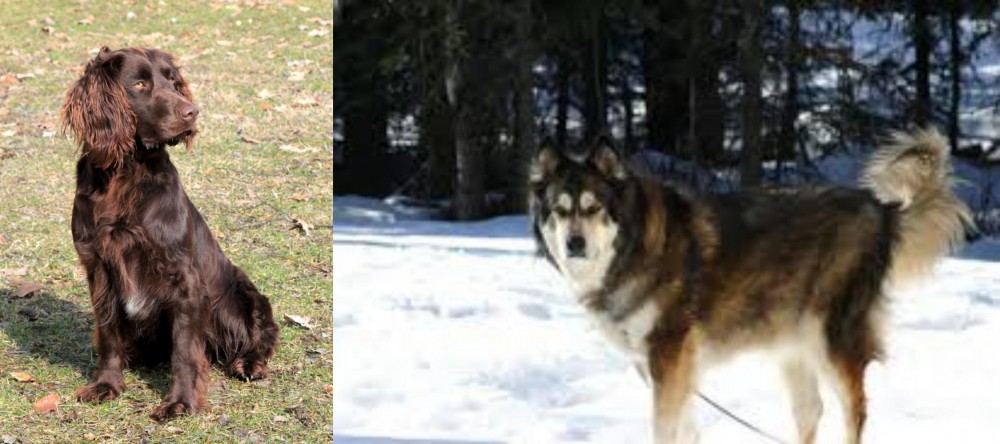 Mackenzie River Husky vs German Spaniel - Breed Comparison