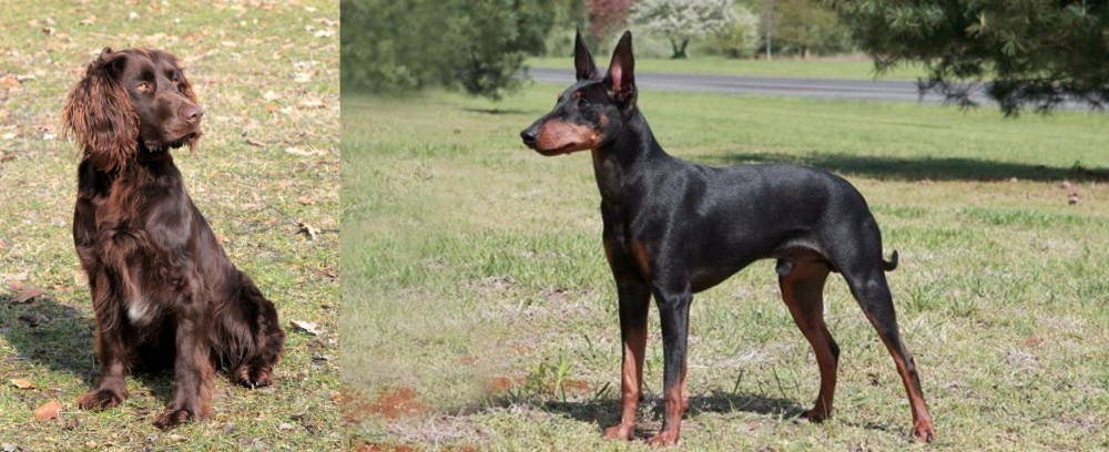 Manchester Terrier vs German Spaniel - Breed Comparison