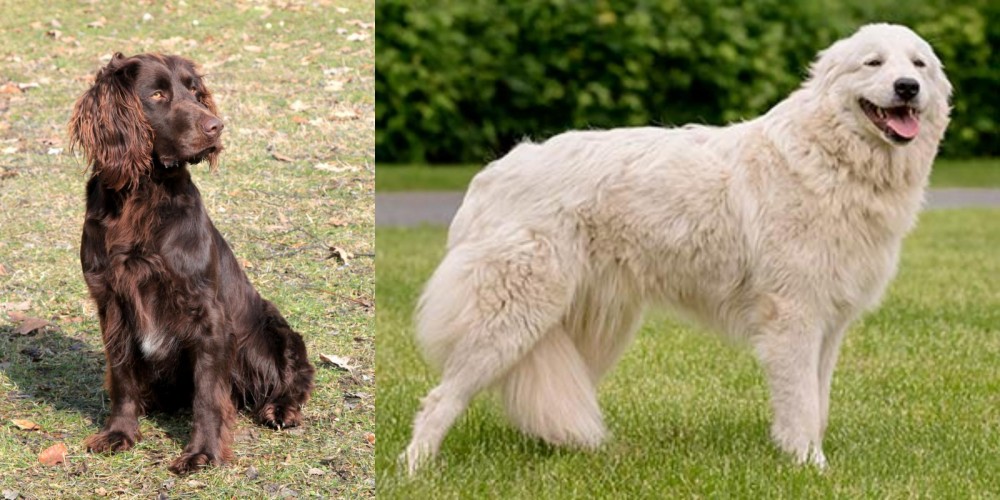 Maremma Sheepdog vs German Spaniel - Breed Comparison