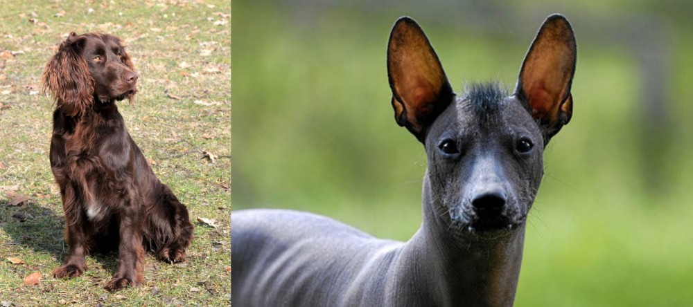 Mexican Hairless vs German Spaniel - Breed Comparison
