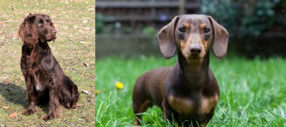 Miniature Dachshund vs German Spaniel - Breed Comparison