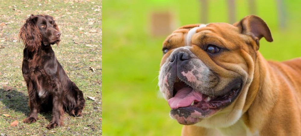 Miniature English Bulldog vs German Spaniel - Breed Comparison