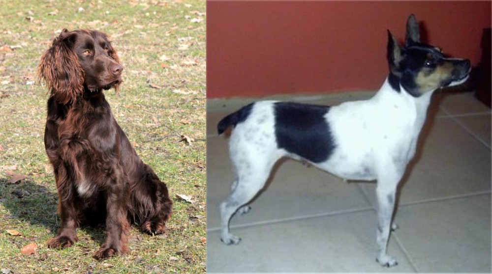 Miniature Fox Terrier vs German Spaniel - Breed Comparison