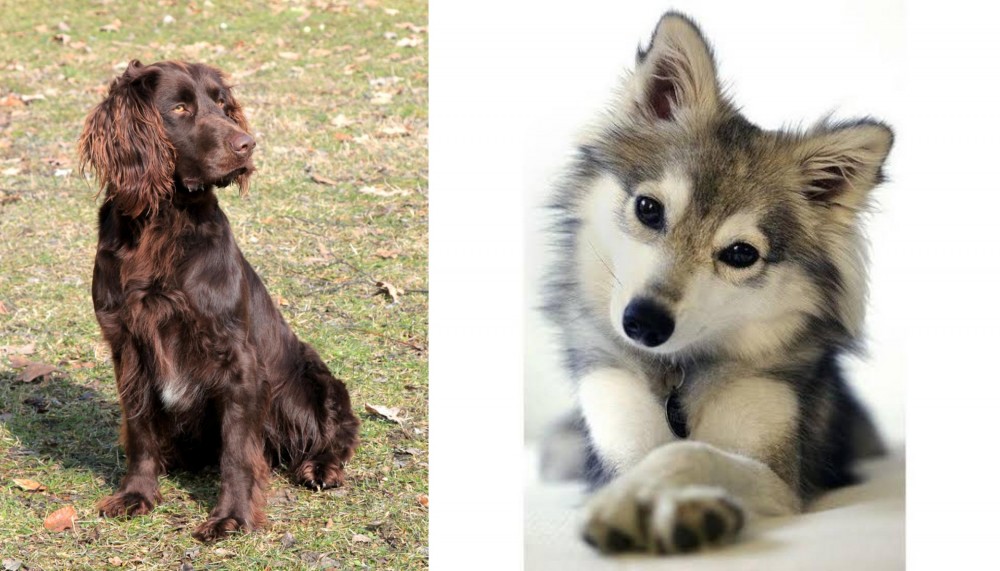 Miniature Siberian Husky vs German Spaniel - Breed Comparison
