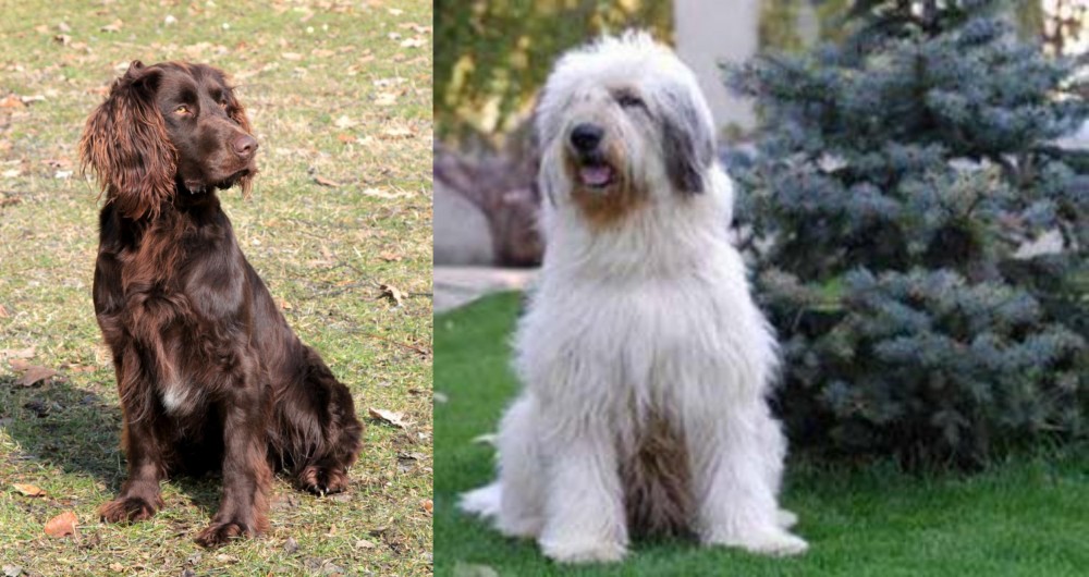 Mioritic Sheepdog vs German Spaniel - Breed Comparison