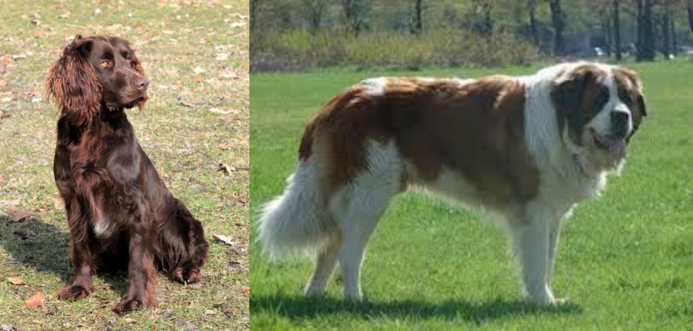Moscow Watchdog vs German Spaniel - Breed Comparison