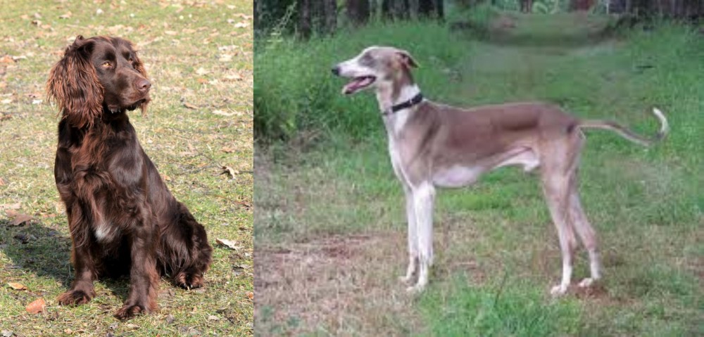Mudhol Hound vs German Spaniel - Breed Comparison