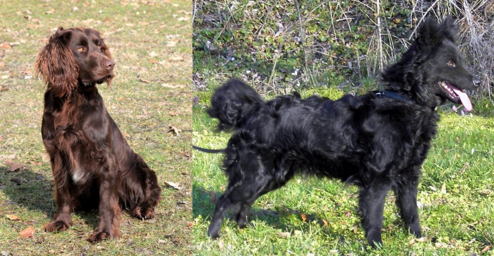 Mudi vs German Spaniel - Breed Comparison