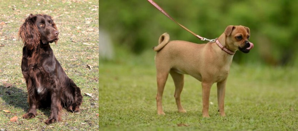 Muggin vs German Spaniel - Breed Comparison