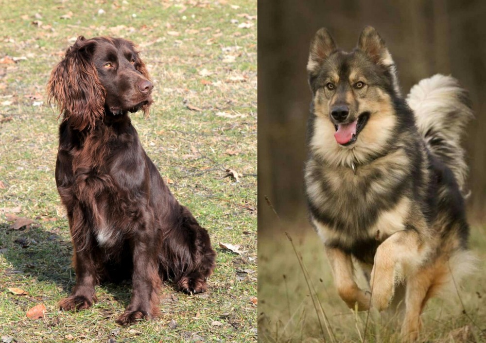 Native American Indian Dog vs German Spaniel - Breed Comparison