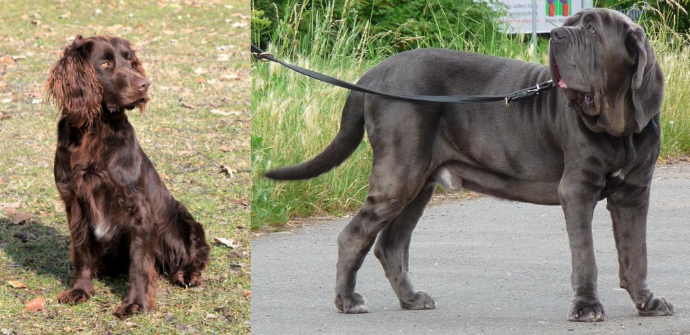 Neapolitan Mastiff vs German Spaniel - Breed Comparison