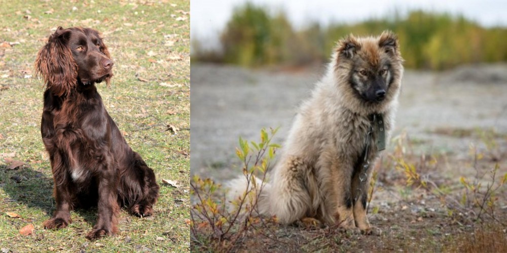 Nenets Herding Laika vs German Spaniel - Breed Comparison