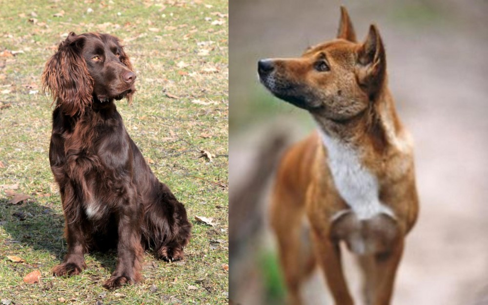 New Guinea Singing Dog vs German Spaniel - Breed Comparison