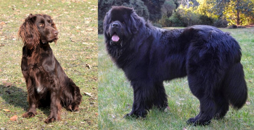 Newfoundland Dog vs German Spaniel - Breed Comparison