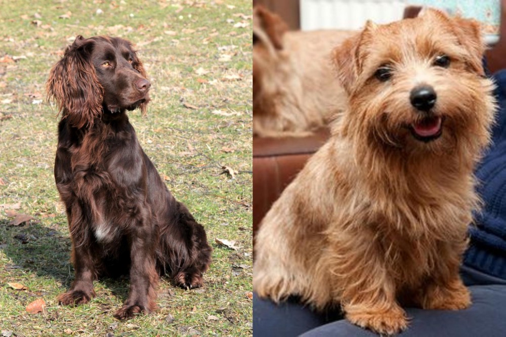 Norfolk Terrier vs German Spaniel - Breed Comparison