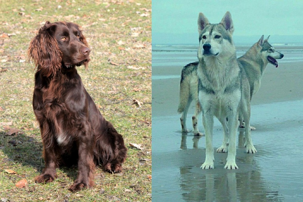 Northern Inuit Dog vs German Spaniel - Breed Comparison