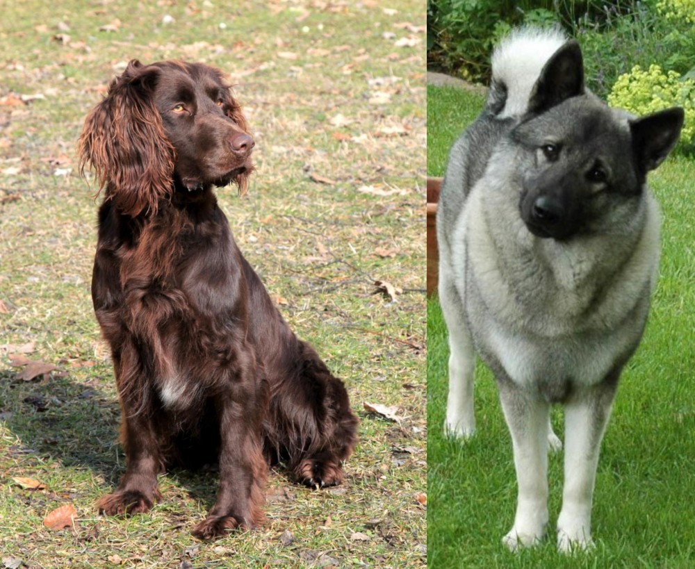 Norwegian Elkhound vs German Spaniel - Breed Comparison
