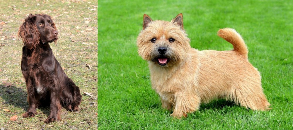 Norwich Terrier vs German Spaniel - Breed Comparison