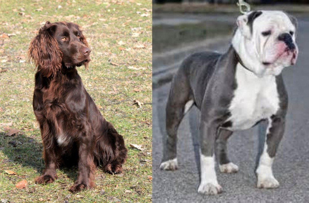 Old English Bulldog vs German Spaniel - Breed Comparison