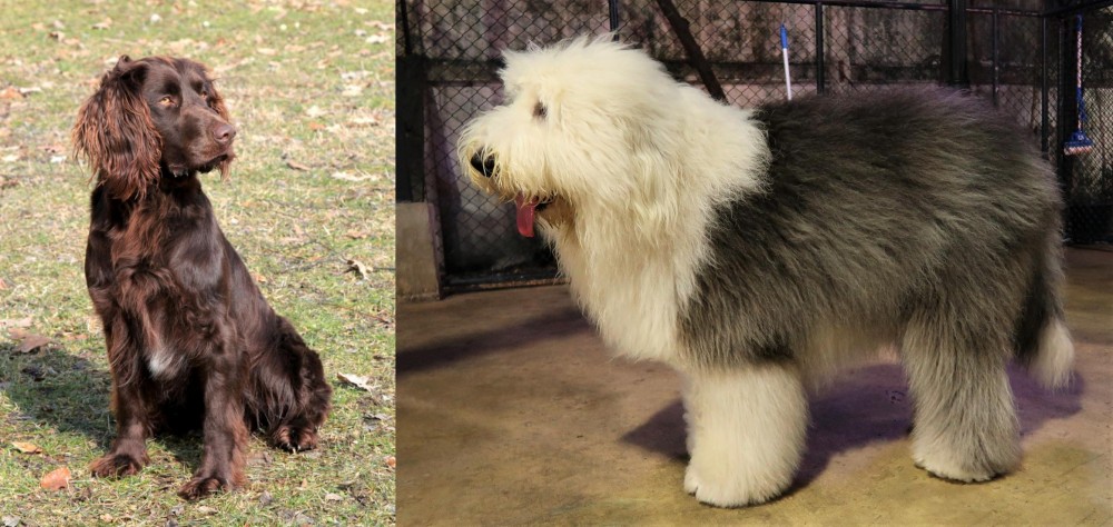 Old English Sheepdog vs German Spaniel - Breed Comparison