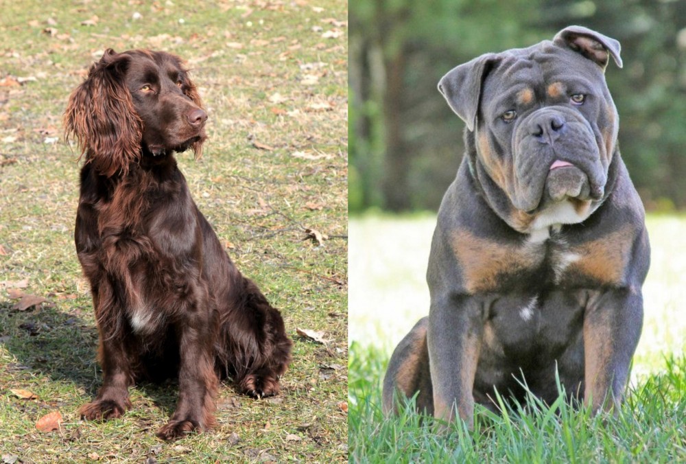 Olde English Bulldogge vs German Spaniel - Breed Comparison