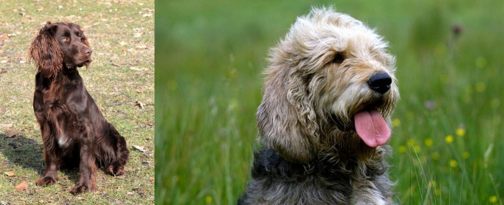 Otterhound vs German Spaniel - Breed Comparison
