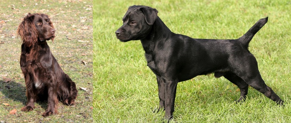 Patterdale Terrier vs German Spaniel - Breed Comparison