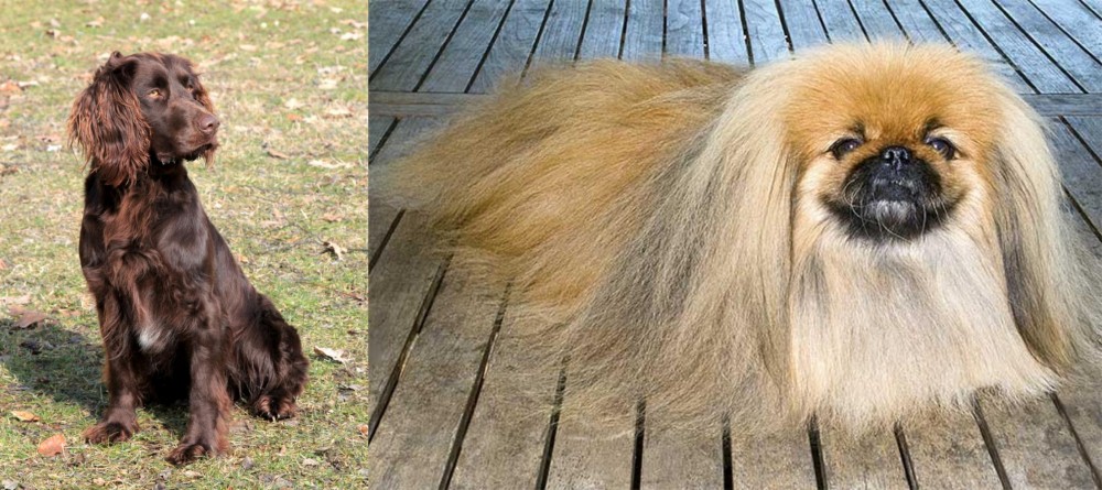 Pekingese vs German Spaniel - Breed Comparison