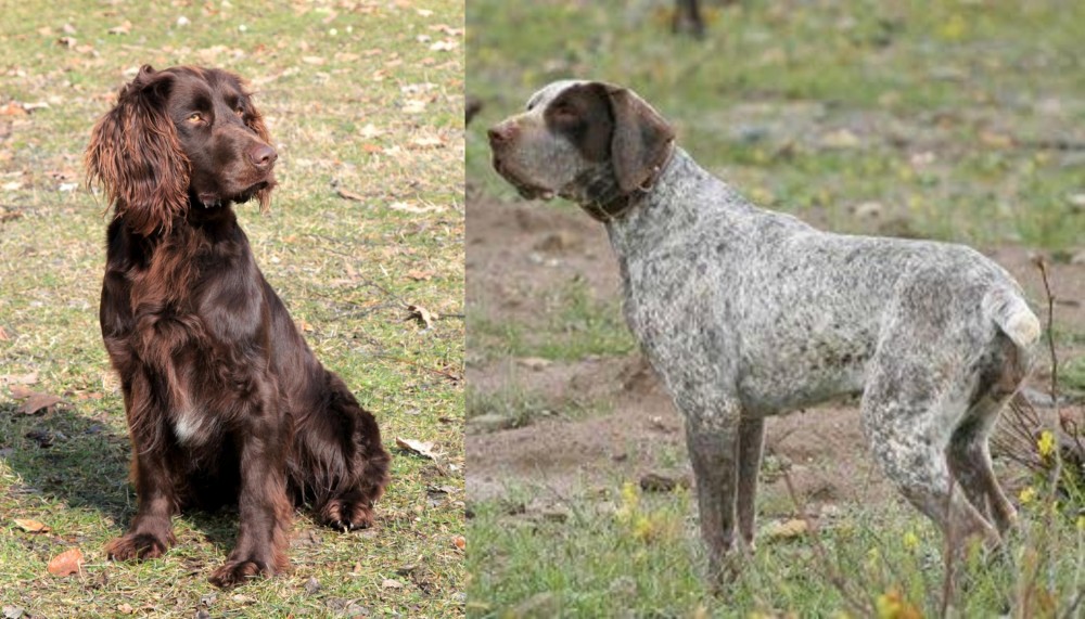 Perdiguero de Burgos vs German Spaniel - Breed Comparison