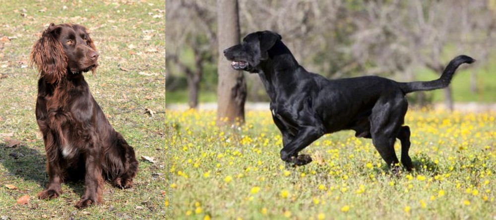 Perro de Pastor Mallorquin vs German Spaniel - Breed Comparison