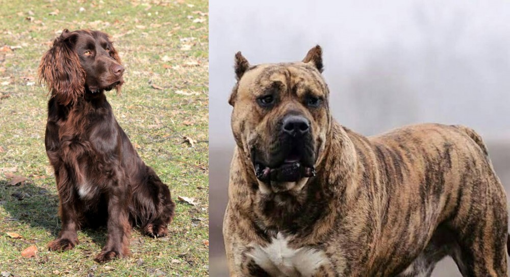 Perro de Presa Canario vs German Spaniel - Breed Comparison