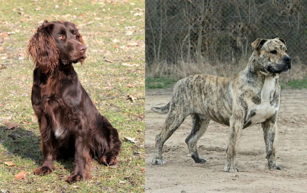 Perro de Presa Mallorquin vs German Spaniel - Breed Comparison