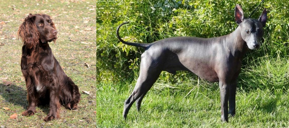 Peruvian Hairless vs German Spaniel - Breed Comparison