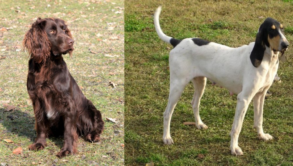 Petit Gascon Saintongeois vs German Spaniel - Breed Comparison
