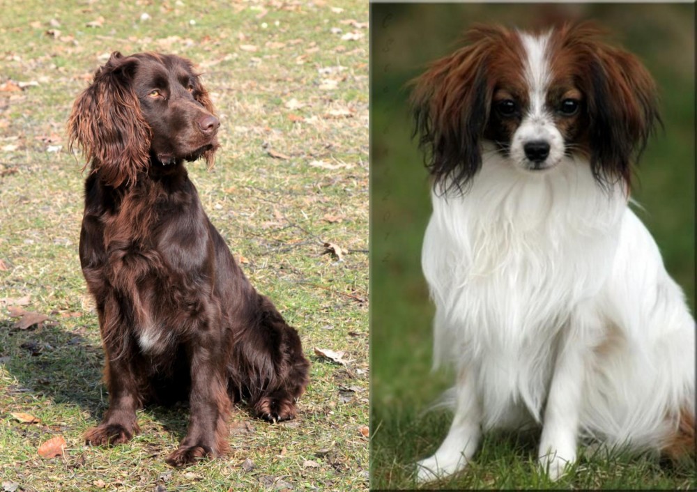 Phalene vs German Spaniel - Breed Comparison