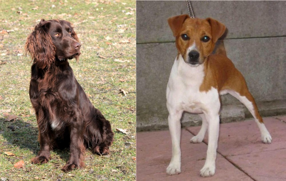 Plummer Terrier vs German Spaniel - Breed Comparison