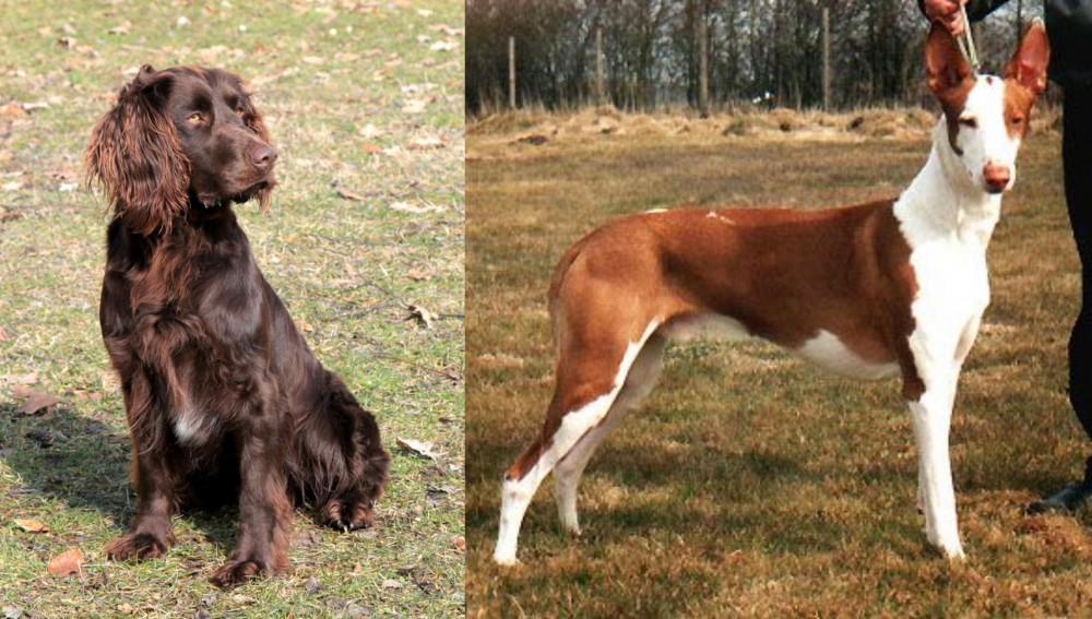 Podenco Canario vs German Spaniel - Breed Comparison
