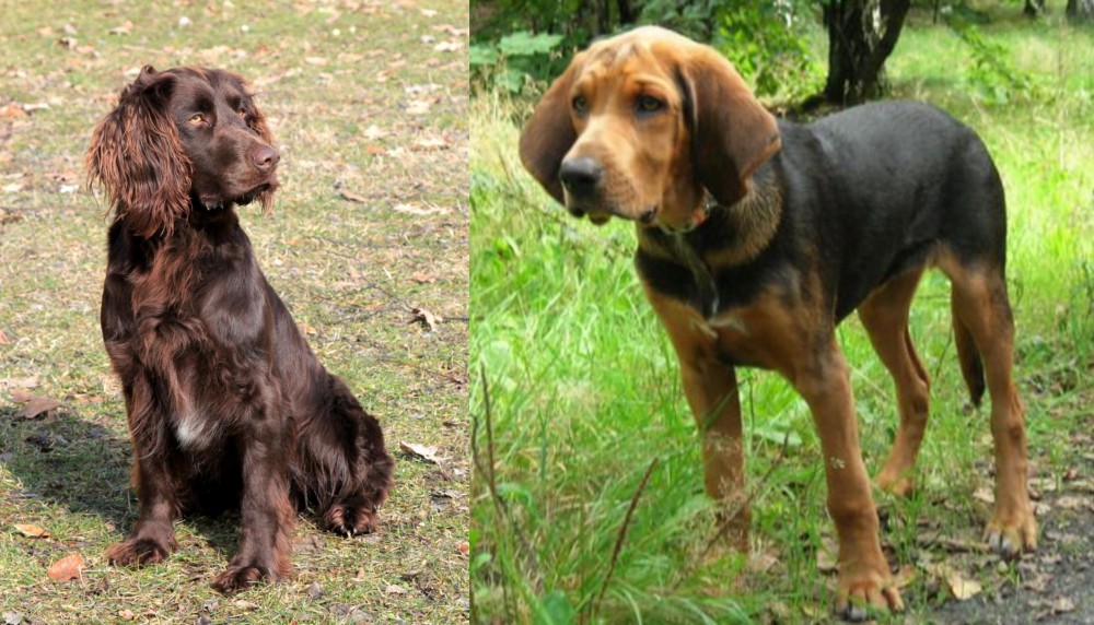 Polish Hound vs German Spaniel - Breed Comparison