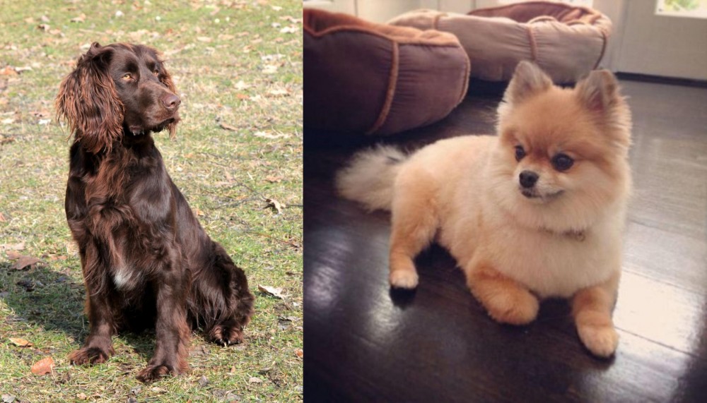 Pomeranian vs German Spaniel - Breed Comparison